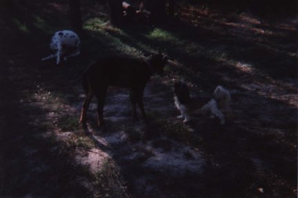 Toby, Jewels, BB